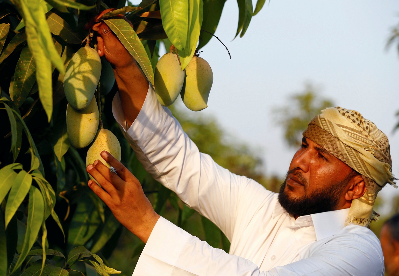 محصول المانجو