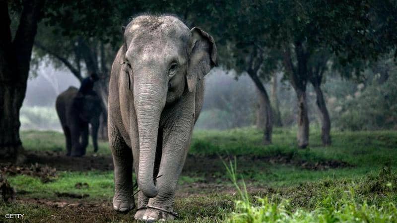 أفيال تايلاند