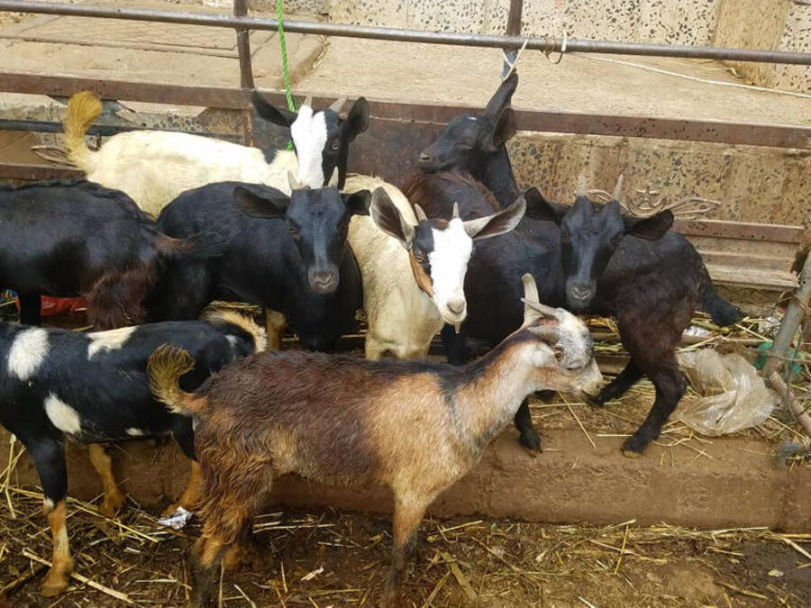 أضاحي العيد 2020