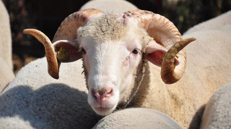 ضوابط الذبح الشرعى لخروف عيد الأضحى