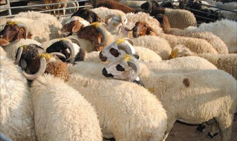 أضاحي العيد 2020