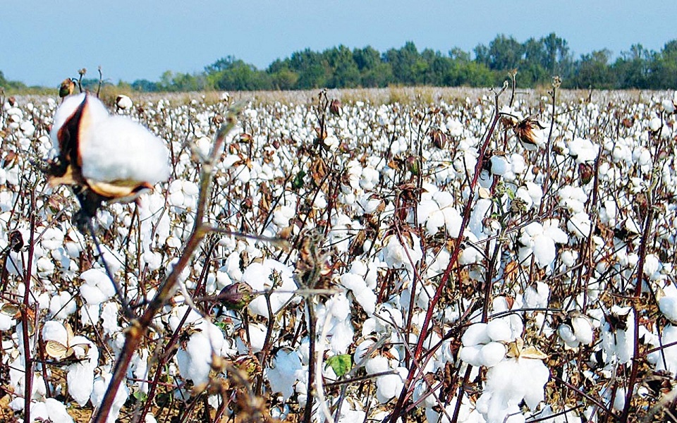 العربية لحلج الاقطان