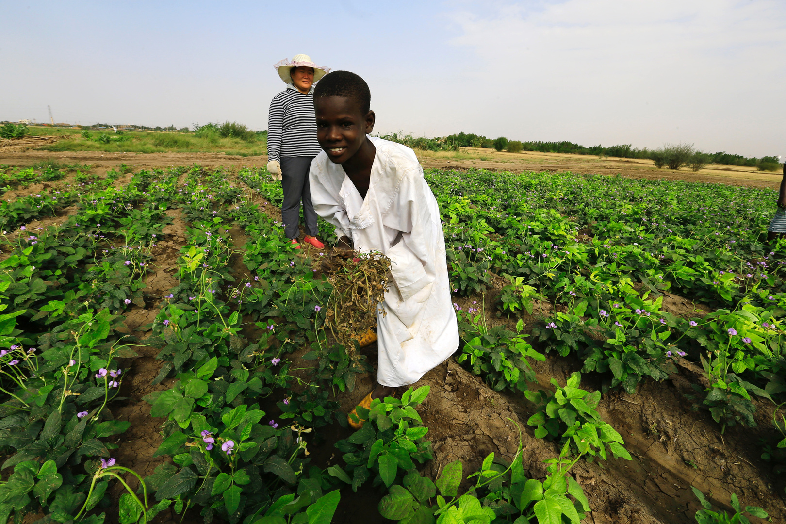 الشركة المصرية السودانية