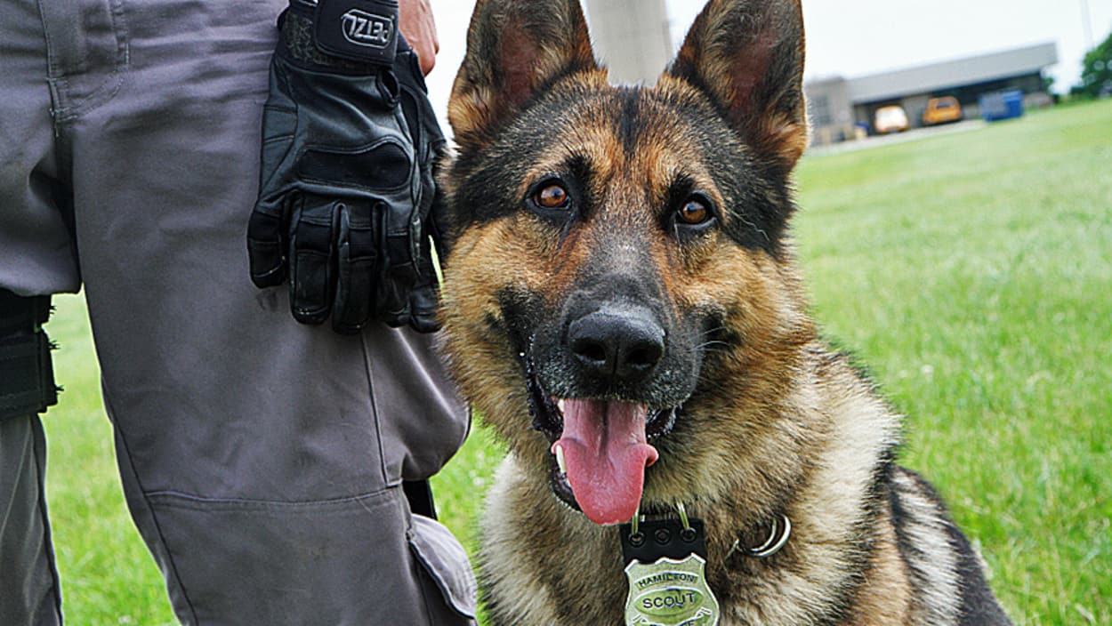 حيازة الكلاب