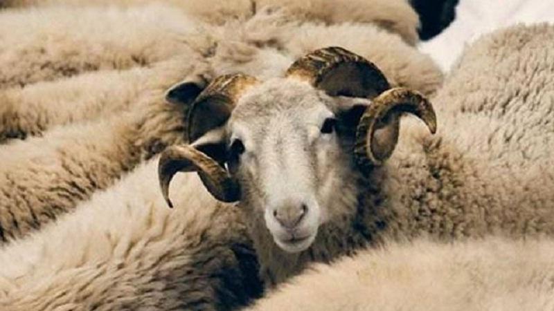 عيد الأضحى2021