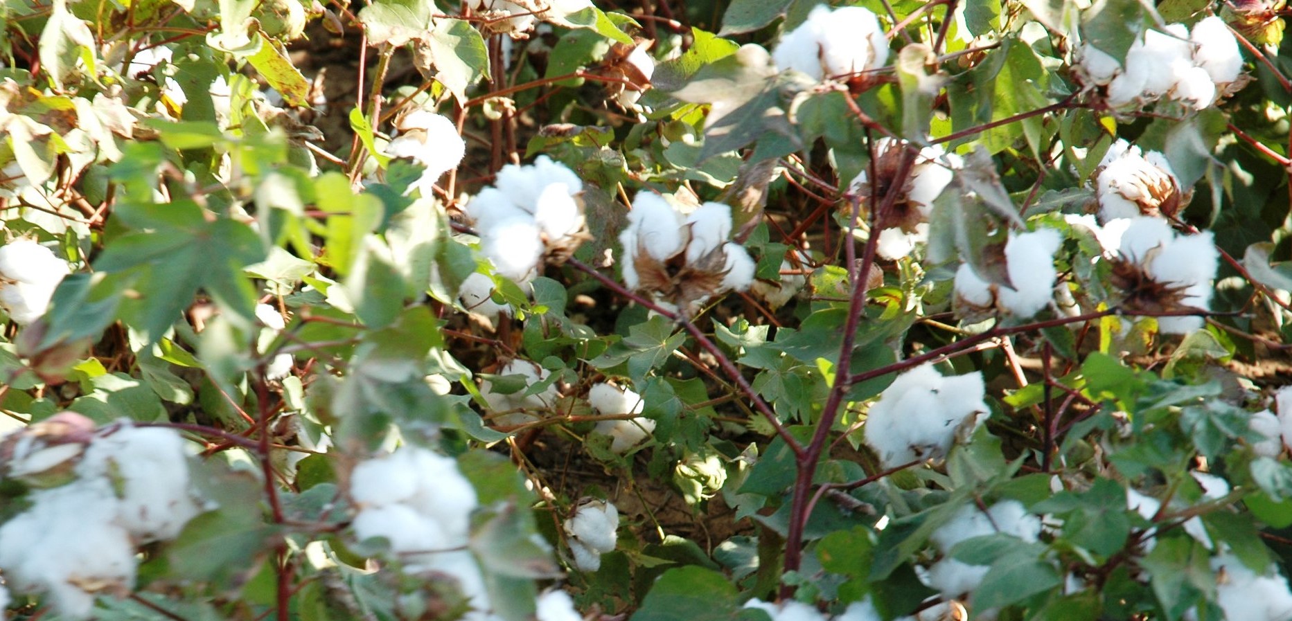 اسعار القطن