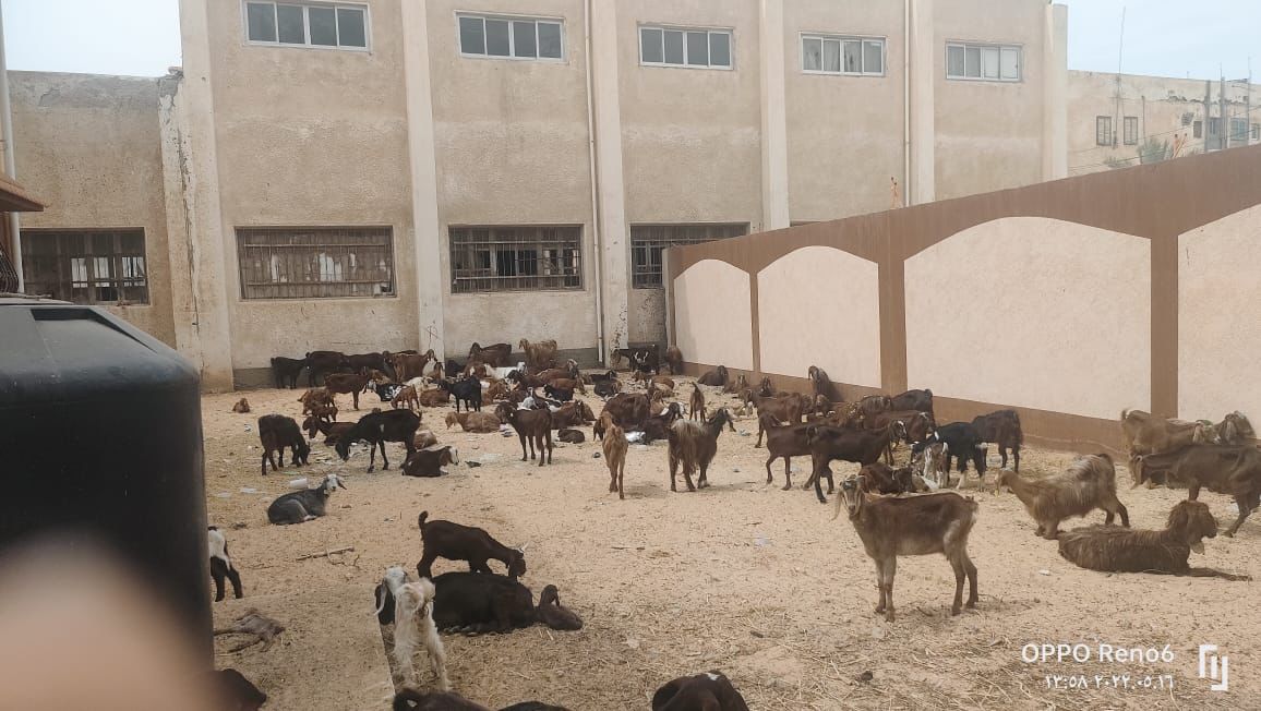 وزارة التضامن تسلم مشروعات تمكين اقتصادي وسلاسل القيمة للإنتاج الحيواني