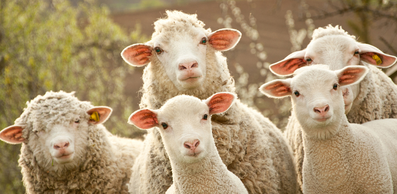 شروط أضحية العيد