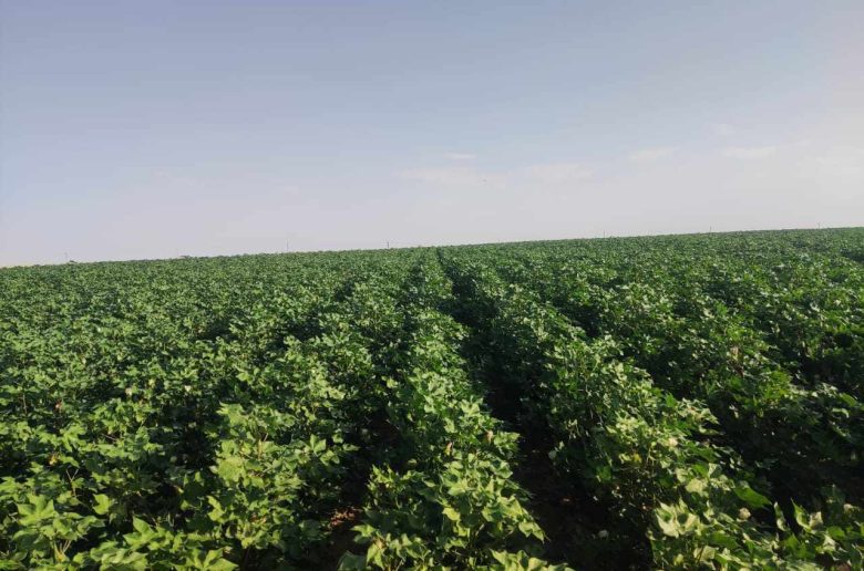 زراعة القطن قصير التيلة في توشكى
