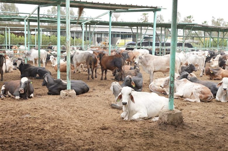 مصر الخير تطلق حملة «صك الأضحية» للعام العاشر على التوالي بجميع المحافظات