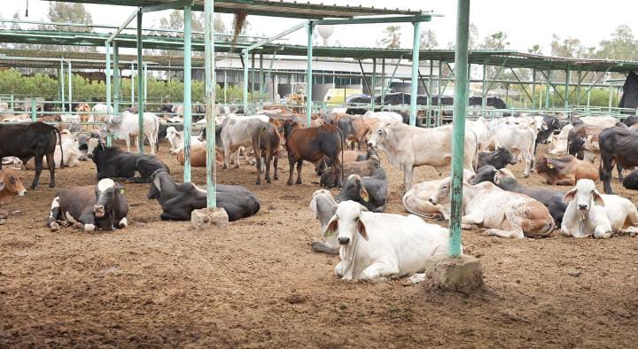 مصر الخير تطلق حملة صك الأضحية وتستهدف 5 آلاف رأس ماشية