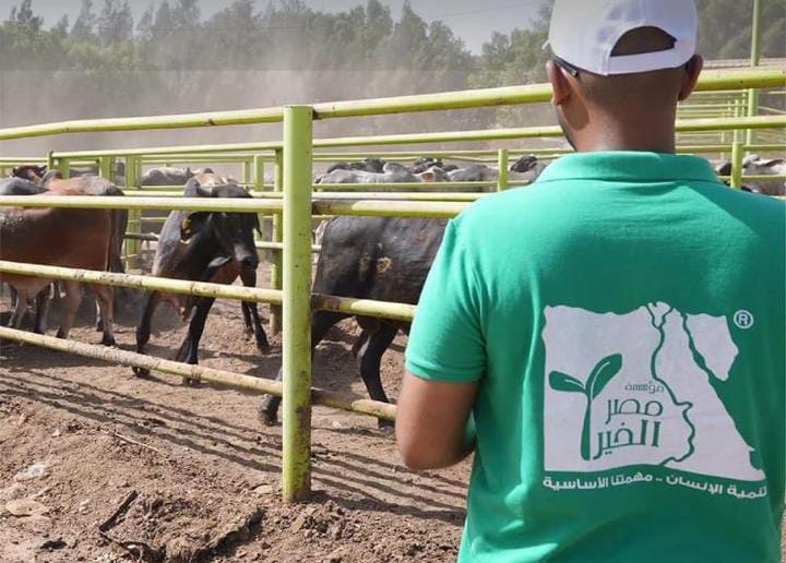 مصر الخير: 1200 جمعية تشارك في عملية ذبح الأضاحي نيابة عن المتبرعين