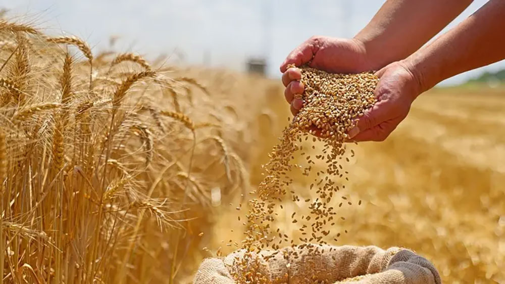 ارتفاع توريدات القمح المحلي إلى أكثر من 1.1 مليون طن حتى الآن