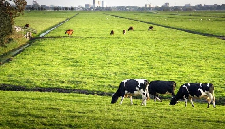  مستثمر استراتيجي يسعي لإنشاء مشروع بالثروة الحيوانية بتكلفة مبدئية مليار جنيه