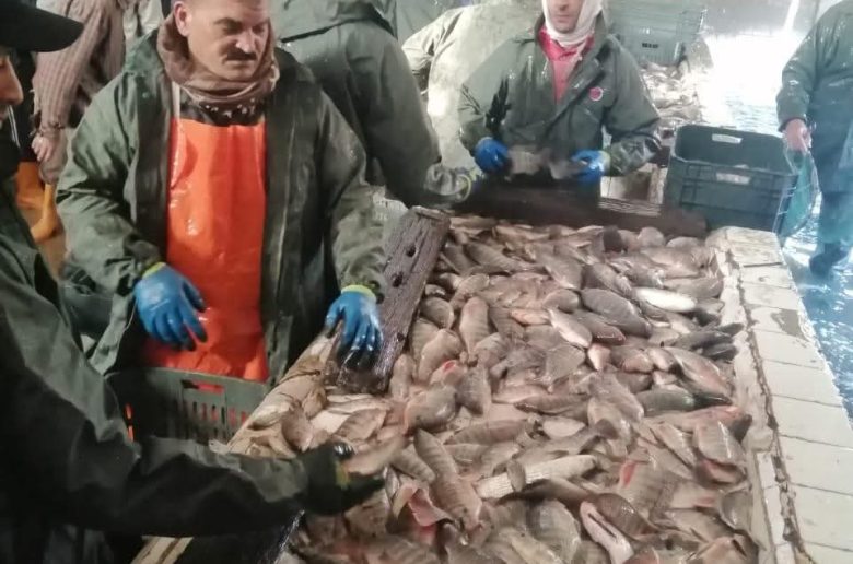 جهاز حماية البحيرات والثروة السمكية يستكمل موسم حصاد الأسماك بمزرعة المنزلة