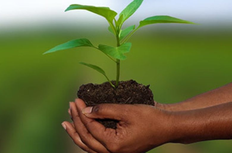 التأمين الزراعي - ارشيفية