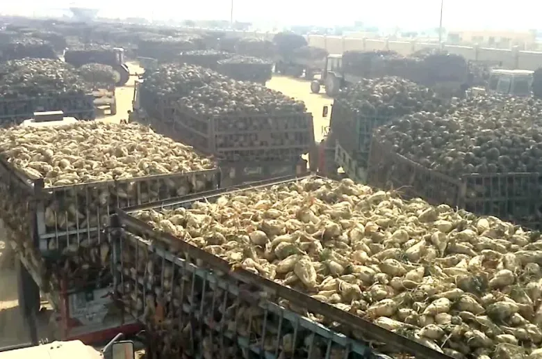 تقاوي بنجر السكر