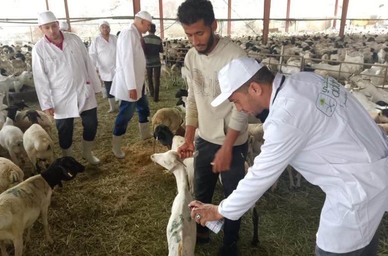 وزير الزراعة يتابع أعمال البعثة البيطرية المصرية للإشراف على الهدي والأضاحي