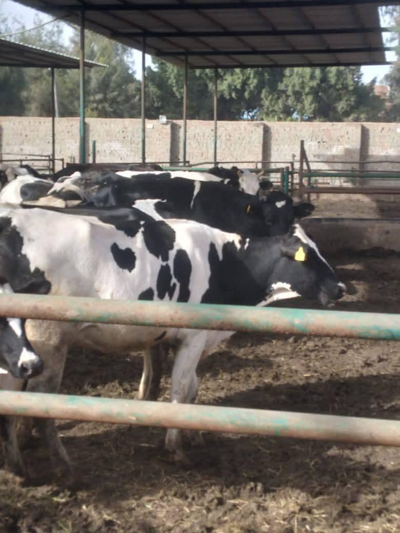 تحصين أكثر من 3 ملايين رأس ماشية ضمن الحملة القومية ضد الجلد العقدي وجدري الأغنام